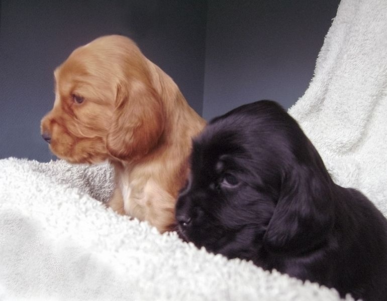 Des grandes edennes - Cocker Spaniel Anglais - Portée née le 22/10/2014